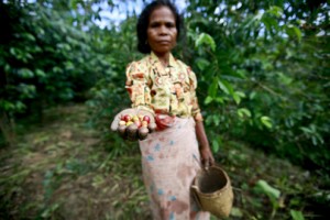 coffee-pickers-in-timor-leste